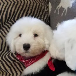 Old English Sheepdog Puppies from Wild-n-Woolly Old English Sheepdogs