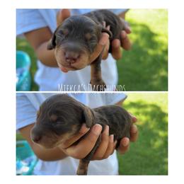Girl 2 - Chocolate and tan female Dachshund puppy in Orem, Utah from Miekca’s Dachshunds