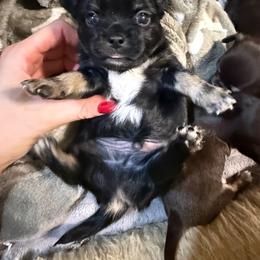Boy 1 - Black and tan male Chihuahua puppy in Anoka, Minnesota from Anoka County MN AKC Chihuahuas