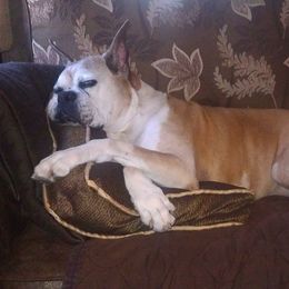 Boxer All Grown Up from Imperial Boxers