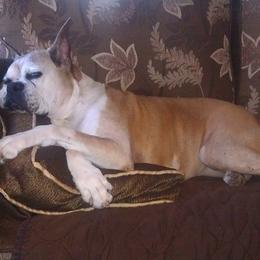Boxer All Grown Up from Imperial Boxers