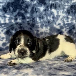 Black collar - Piebald male Dachshund puppy in Poteau, Oklahoma from Sisters Dazzling Dachshunds