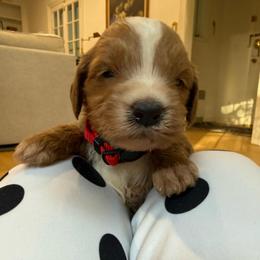 Red collar - Red  male Goldendoodle puppy in Ridgewood, New Jersey from Jessie’s Doodles