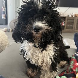 Marsha - Aussiedoodle