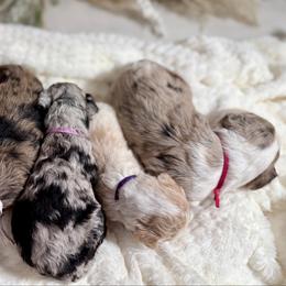 Sheepadoodle puppies from Farm Fresh Doodles
