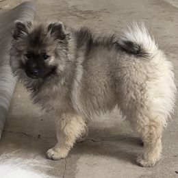 Keeshond puppies from Peregrine Keeshond