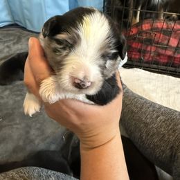 Blue Merle male - Blue merle Miniature Australian Shepherd puppy in Westminster, Massachusetts from Smokin Gun Aussies