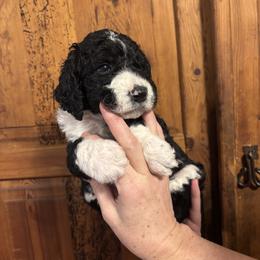 Hunk - White and black male Bordoodle puppy in Indianapolis, Indiana from Indiana Bordoodles