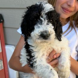 Wallen - Tri-color male Bernedoodle puppy in Horseshoe Bend, Idaho from Over the Moon Poodles and Doodles