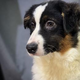 Watson - Black tri male Miniature American Shepherd puppy in Clinton, Missouri from Mockingbirds American Minis