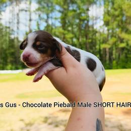 Gus gus - Piebald male Dachshund puppy in Quitman, Mississippi from S-and-A Kennels