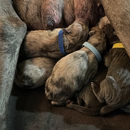 Great Dane Puppies from Great Danes (Merle, Blue, Fawn)
