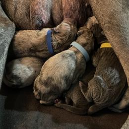 Great Dane Puppies from Great Danes (Merle, Blue, Fawn)