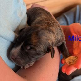 Milo - Brindle male Colorado Mountain Dog puppy in Colorado Springs, Colorado from Sharp Guardians and Goldens