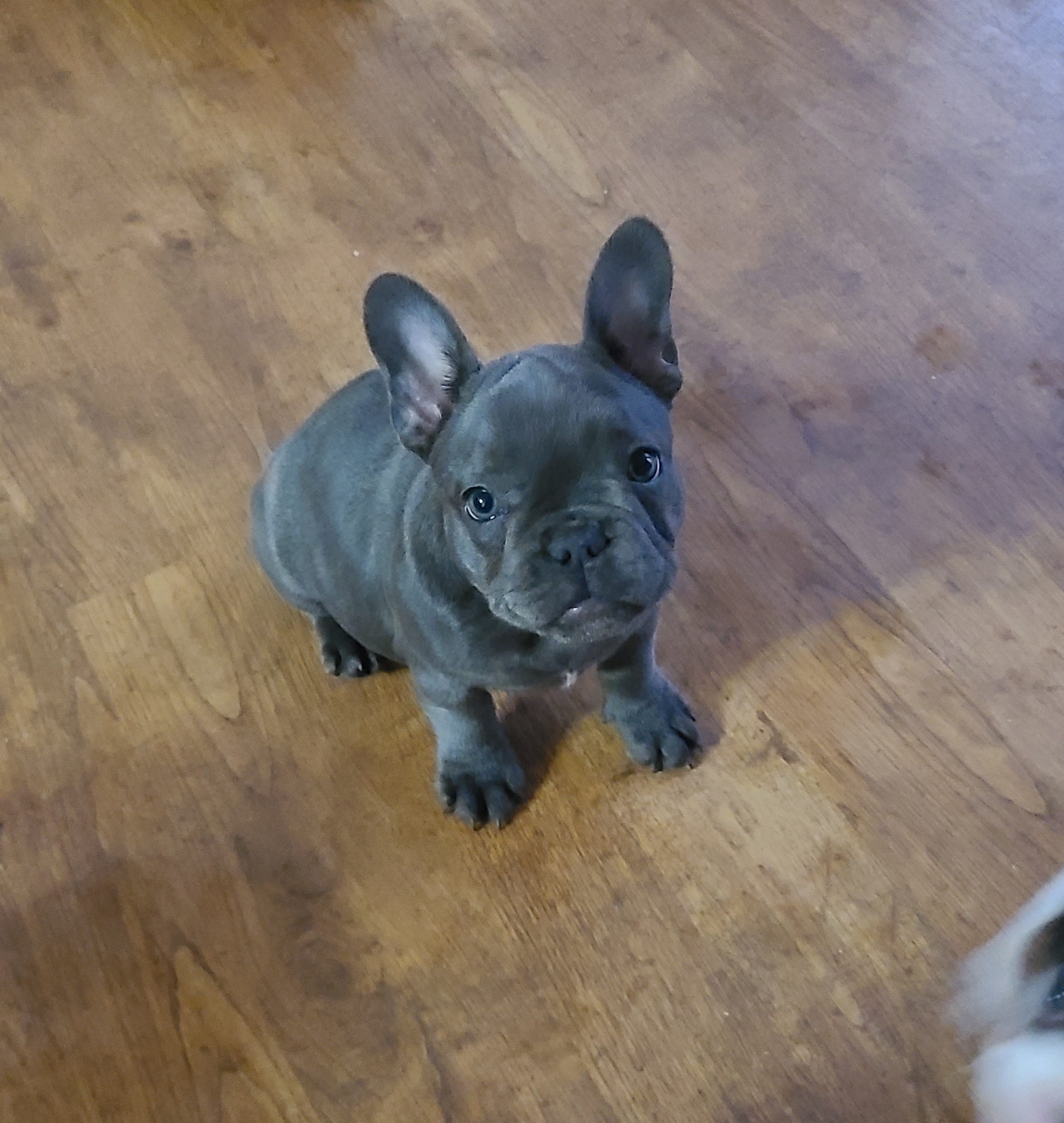 Girl 4 - French Bulldog puppy in Plano, Texas from Thompson's Frenchies
