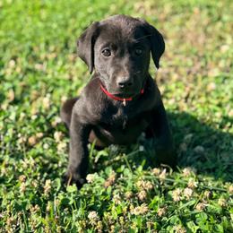 Green m - Black male Labrador Retriever puppy in Millville, New Jersey from Creekside Canines