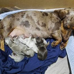 Dachshund Puppies from Honey Creek Doxies