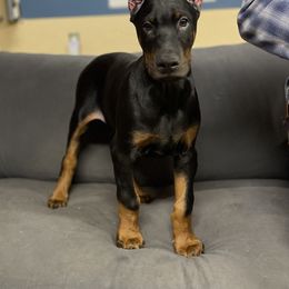 Doberman Pinscher and Poodle Puppies from TopSpots Farm