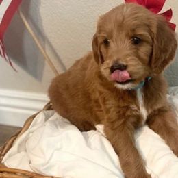 Goldendoodles from Lacey's Legacy Doodles