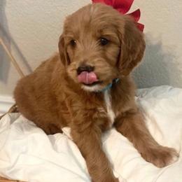Goldendoodles from Lacey's Legacy Doodles