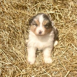 Homer - Blue merle male Australian Shepherd puppy in Kentland, Indiana from Pine Grove Aussies
