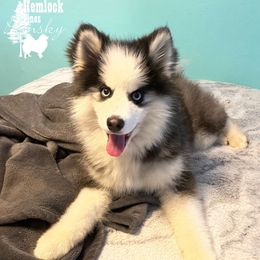 Luke - Pomsky