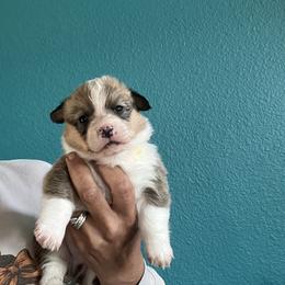 Boy 1 - Red male Pembroke Welsh Corgi puppy in Chino Valley, Arizona from Blecker Kennel