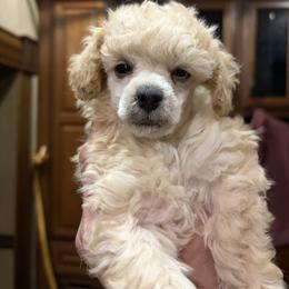 White girl - White female Poodle puppy in Birmingham, Alabama from Stormborn