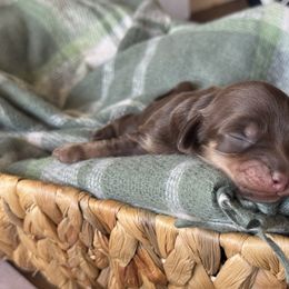 Rue - Chocolate and tan female Dachshund puppy in Mooresboro, North Carolina from Walker Family Pups