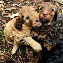 Bernedoodle Puppies from Home Grown Hearts Doodles