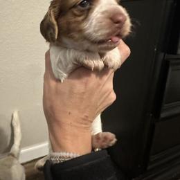 Boy 3 - Piebald male Dachshund puppy in La Marque, Texas from Sweet Southern Dachshunds