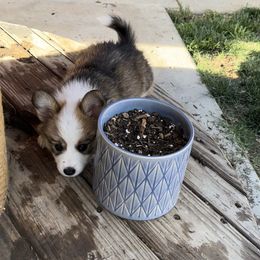 Pembroke Welsh Corgi Puppies from Kern River Corgis