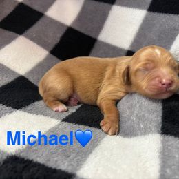 Michael - Apricot male Cavapoo puppy in Greensburg, Kentucky from Doodle Me Crazy