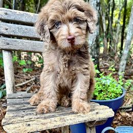 Goldendoodle Puppies from 24 Karat Doodles