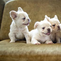 French Bulldog puppies from Christine's French Bulldogs