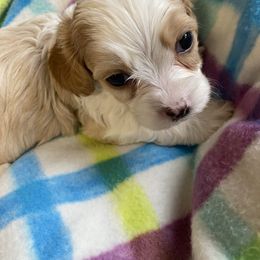 Girl 1 - Blenheim female Cavachon puppy in Pocatello, Idaho from Sarah's Cavachons & King Charles Cavalier Spaniels