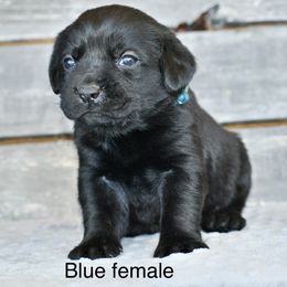 Blue female - Black female Labrador Retriever puppy in Mississippi from Sure Shot English Labs