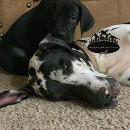 Great Dane Puppies from Meadow Creek Great Danes
