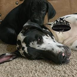 Great Dane Puppies from Meadow Creek Great Danes