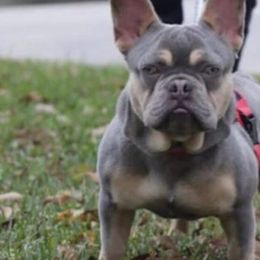 French Bulldogs from Texas Nu Age Frenchies