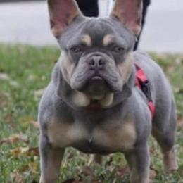 French Bulldogs from Texas Nu Age Frenchies