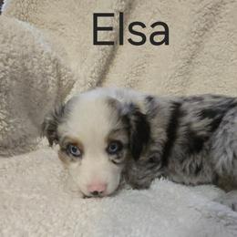 Australian Shepherd Puppies from Sharon's Australian Shepherds