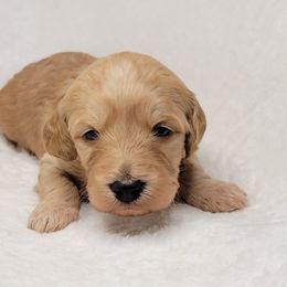 Goldendoodle Puppies from Lake Village Doodles