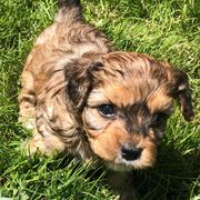 Assorted Doodle Crosses, Cavachons, Cavalier King Charles Spaniels, and Cavapoos from Prairie Puppies