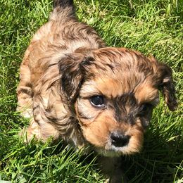 Assorted Doodle Crosses, Cavachons, Cavalier King Charles Spaniels, and Cavapoos from Prairie Puppies