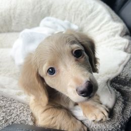 Ollie - Dachshund