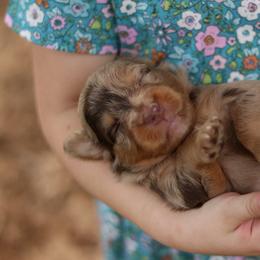 Lorelai - Red merle female Aussiedoodle puppy in Orleans, Indiana from Mae Blossom Puppies