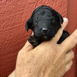 Baby Ruth - Black female Poodle puppy in St. Johnsbury, Vermont from Poodles of the Northern Woods