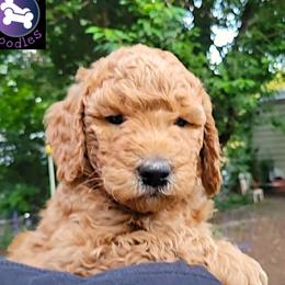Joker - Red  male Goldendoodle puppy in Greer, South Carolina from South Paw Doodles
