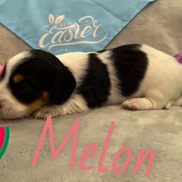 Melon - Piebald female Dachshund puppy in Groves, Texas from AH Doxies
